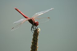 Gemeine Heidelibelle (Sympetrum vulgatum)-008.JPG