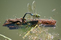 Grosse Koenigslibelle-001.JPG