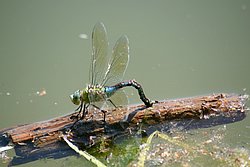 Grosse Koenigslibelle-008.JPG