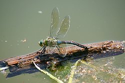 Grosse Koenigslibelle-009.JPG