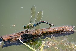 Grosse Koenigslibelle-010.JPG