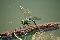 Grosse Koenigslibelle-011.JPG