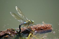 Grosse Koenigslibelle-012.JPG