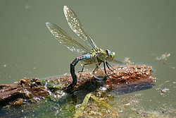 Grosse Koenigslibelle-013.JPG