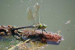 Grosse Koenigslibelle-014.JPG