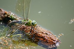 Grosse Koenigslibelle-015.JPG