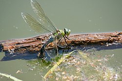 Grosse Koenigslibelle-016.JPG