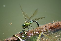 Grosse Koenigslibelle-017.JPG