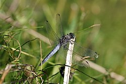 Grosser Blaupfeil (Orthetrum cancellatum)-001.JPG