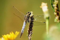 Grosser Blaupfeil (Orthetrum cancellatum)-002.jpg