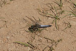 Grosser Blaupfeil (Orthetrum cancellatum)-003.jpg