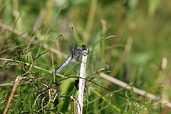 Grosser Blaupfeil (Orthetrum cancellatum)-004.JPG