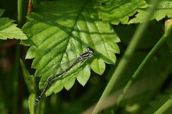 Hufeisen-Azurjungfer-w.JPG
