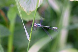 Libelle-001.JPG