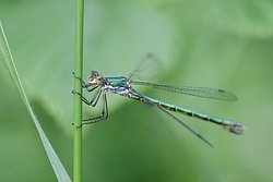 Libelle-002.jpg