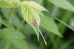 Libelle-003.JPG