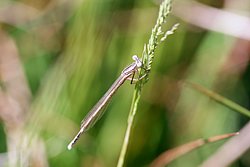 Libelle-004.jpg
