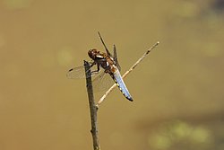 Plattbauch-Maenchen-001.jpg