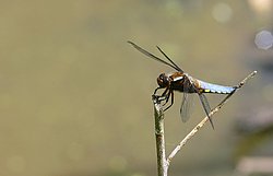 Plattbauch-Maenchen-002.jpg