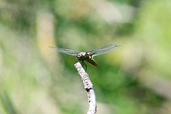 Plattbauch-Maenchen-003.JPG