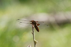 Plattbauch-Maenchen-004.jpg