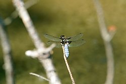 Plattbauch-Maenchen-005.JPG
