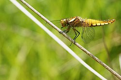 Plattbauch-Weibchen-001.jpg