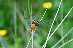 Plattbauch-Weibchen-003.JPG