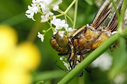 Plattbauch-Weibchen-004.jpg