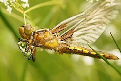 Plattbauch-Weibchen-006.jpg