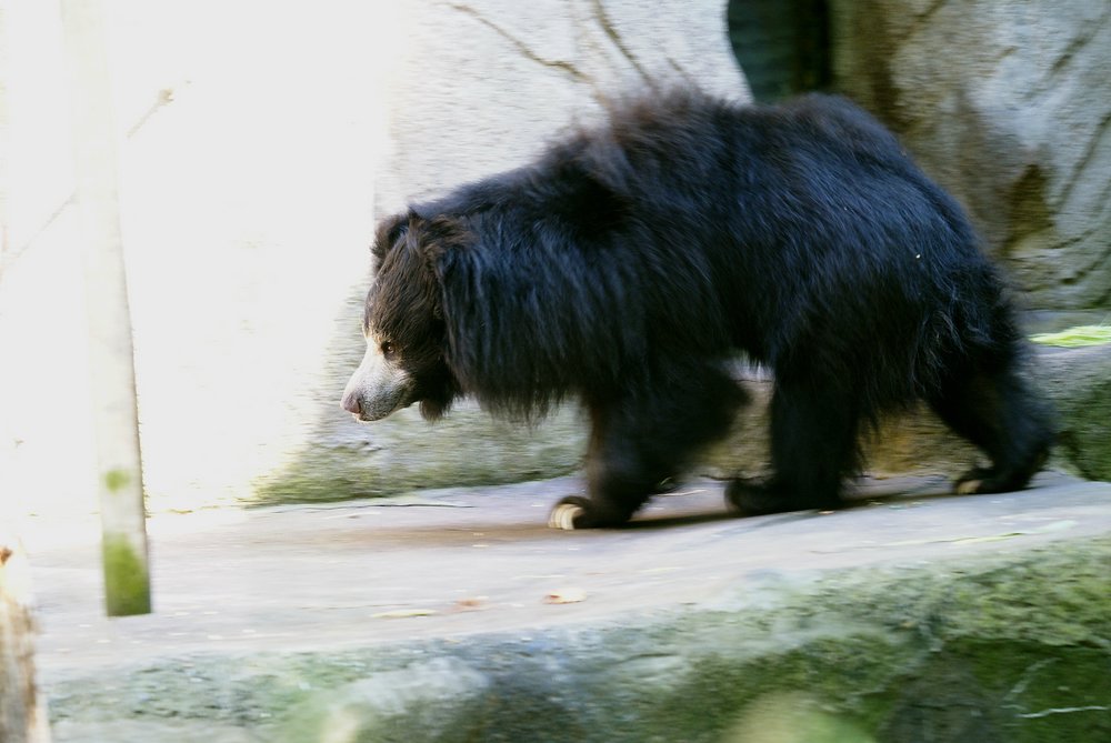 Lippenbaer-3.JPG