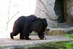 Lippenbaer-4.JPG