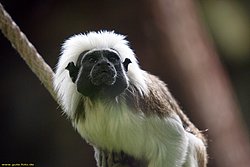 Lisztaeffchen-001.jpg