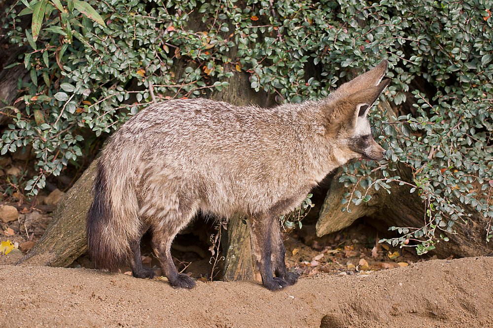 Loeffelhund-03.JPG