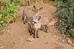 Loeffelhund-04.JPG