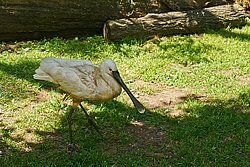 Loeffler-002.jpg