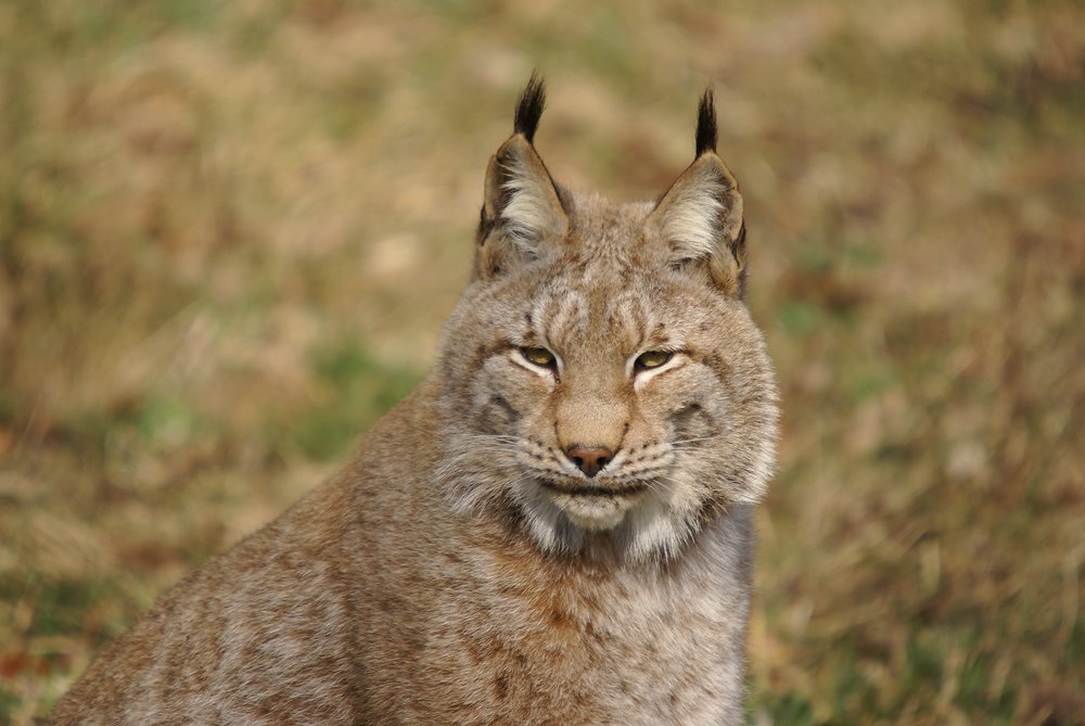 Luchs.jpg