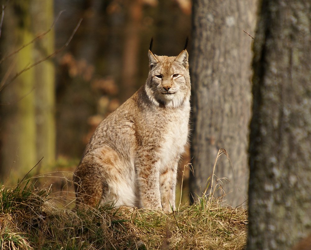 Luchs10a.jpg