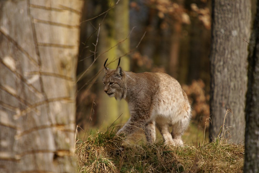 Luchs11.JPG