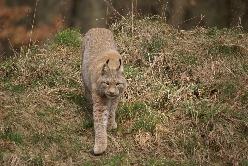 Luchs12.JPG