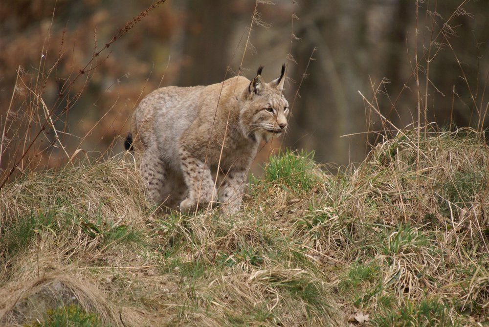 Luchs13.JPG