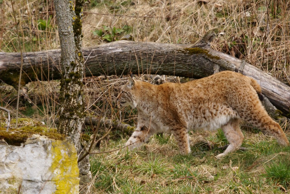 Luchs14.JPG
