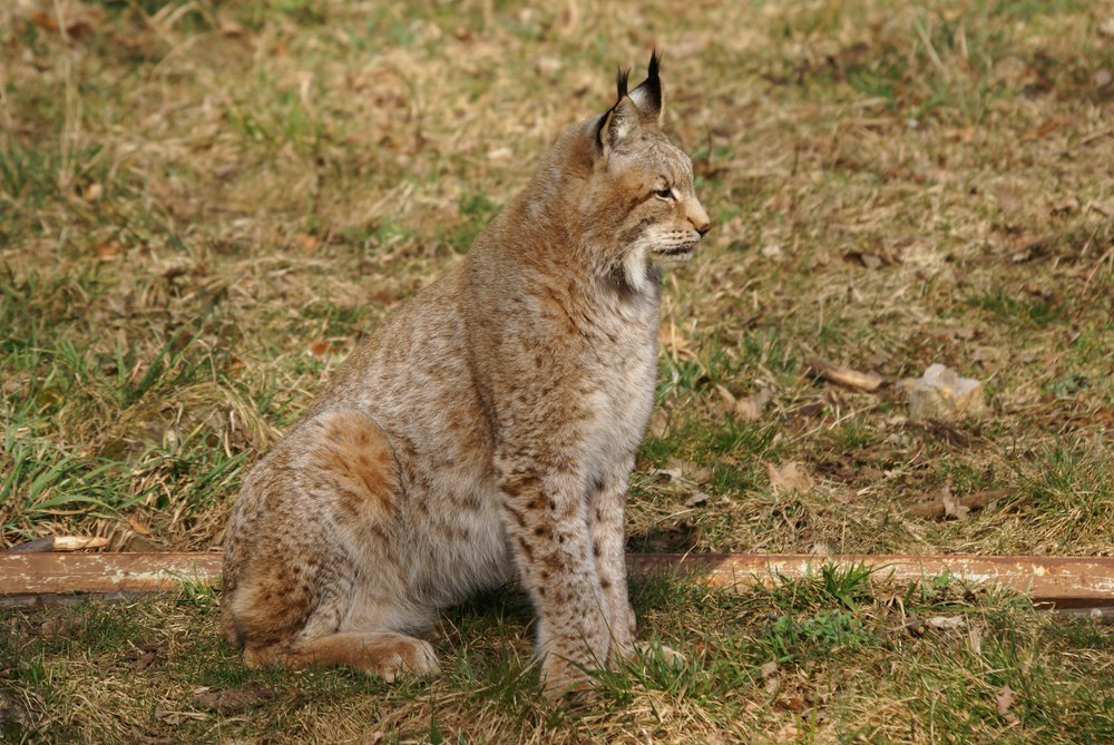 Luchs2.jpg