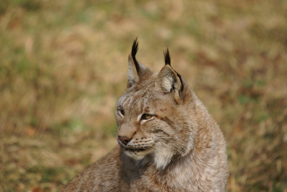 Luchs3.jpg