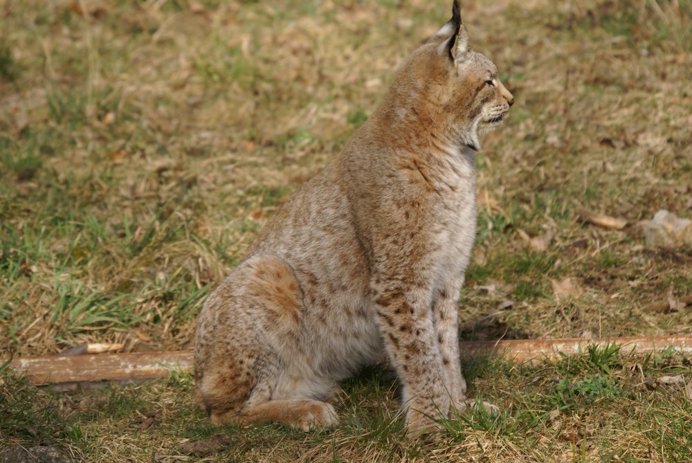 Luchs4.jpg