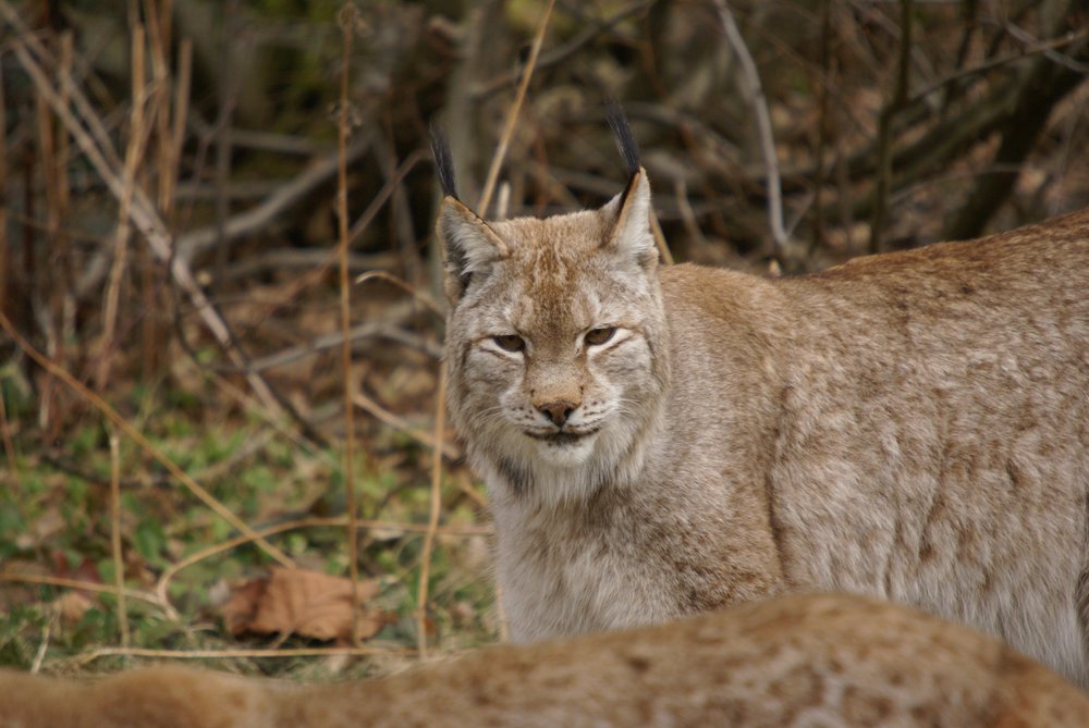 Luchs5.JPG