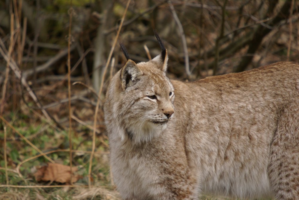 Luchs6.JPG