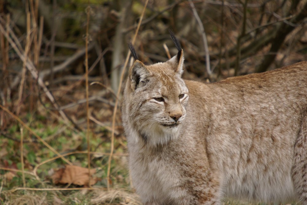 Luchs7.JPG