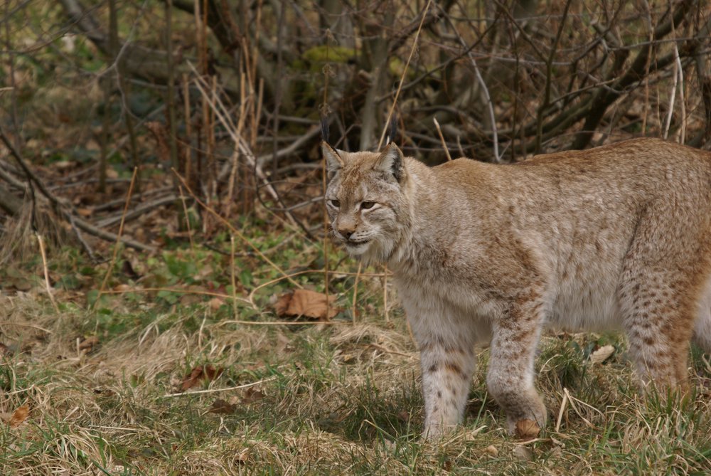 Luchs8.JPG