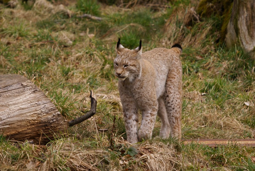 Luchs9.JPG